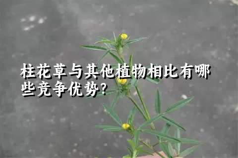 柱花草与其他植物相比有哪些竞争优势？