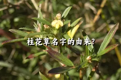 柱花草名字的由来？