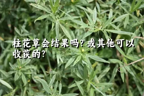 柱花草会结果吗？或其他可以收获的？