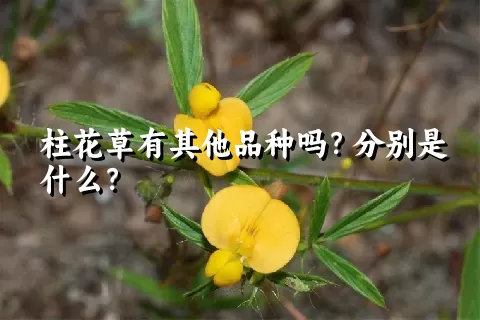 柱花草有其他品种吗？分别是什么？