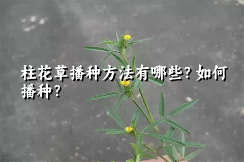 柱花草播种方法有哪些？如何播种？