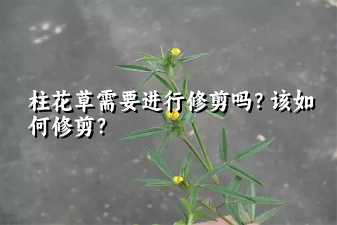 柱花草需要进行修剪吗？该如何修剪？