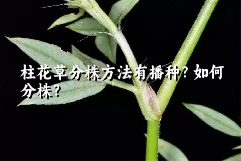 柱花草分株方法有播种？如何分株？