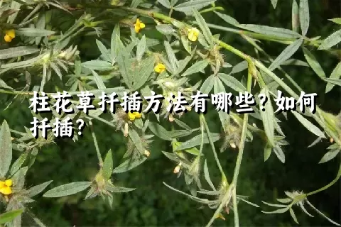柱花草扦插方法有哪些？如何扦插？