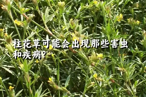 柱花草可能会出现那些害虫和疾病？