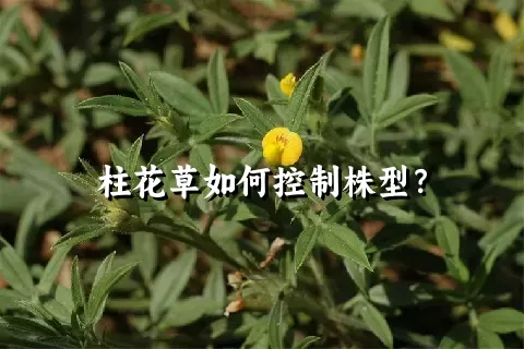 柱花草如何控制株型？