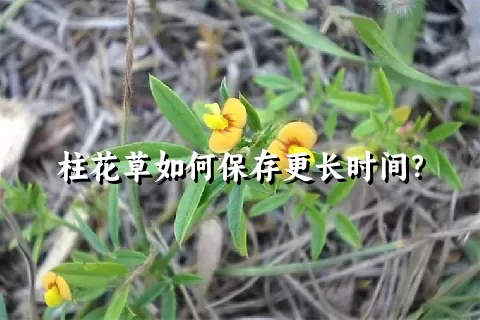 柱花草如何保存更长时间？