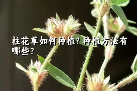 柱花草如何种植？种植方法有哪些？