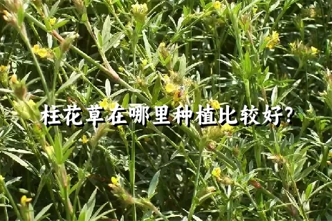 柱花草在哪里种植比较好？