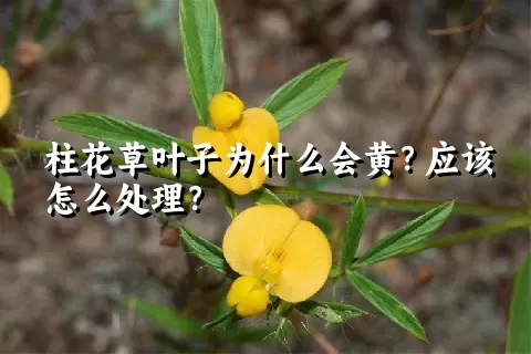 柱花草叶子为什么会黄？应该怎么处理？
