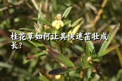 柱花草如何让其快速茁壮成长？
