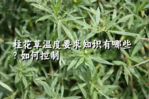 柱花草温度要求知识有哪些？如何控制