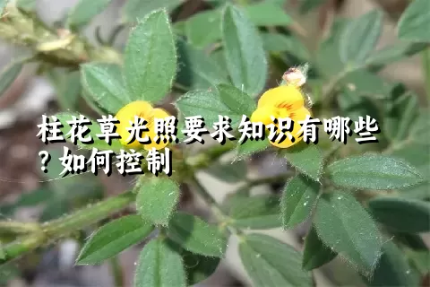 柱花草光照要求知识有哪些？如何控制