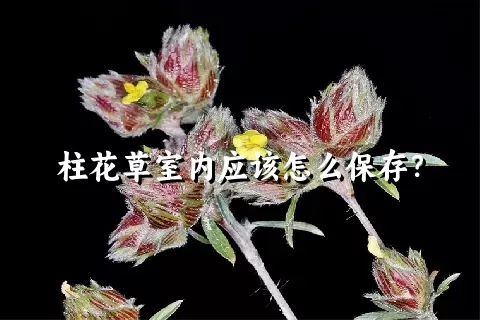 柱花草室内应该怎么保存？