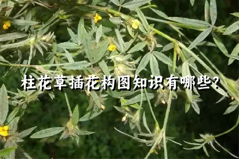 柱花草插花构图知识有哪些？