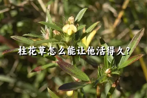 柱花草怎么能让他活得久？