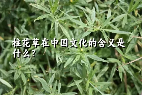 柱花草在中国文化的含义是什么？