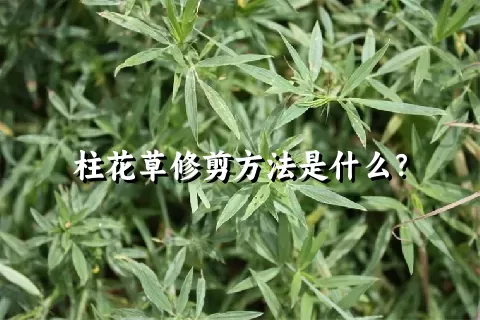 柱花草修剪方法是什么？