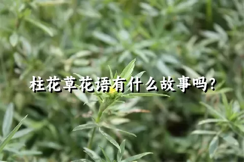 柱花草花语有什么故事吗？
