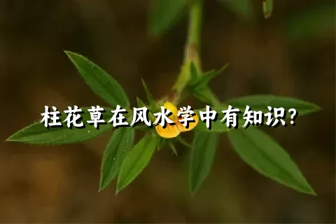 柱花草在风水学中有知识？