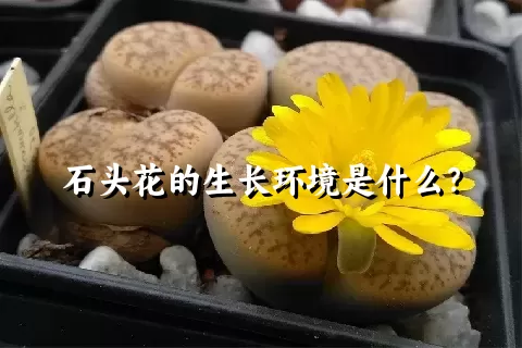 石头花的生长环境是什么？