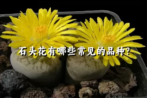石头花有哪些常见的品种？