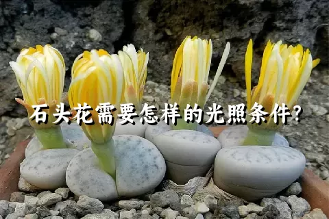 石头花需要怎样的光照条件？