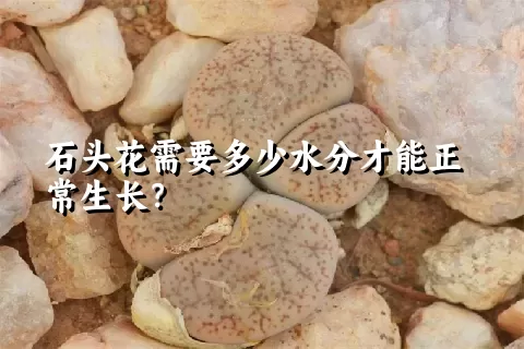 石头花需要多少水分才能正常生长？