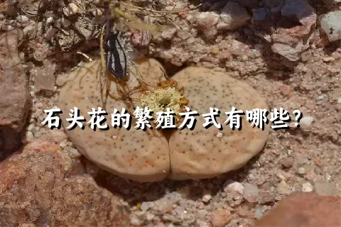 石头花的繁殖方式有哪些？