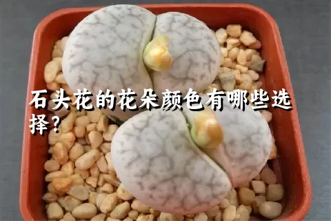 石头花的花朵颜色有哪些选择？