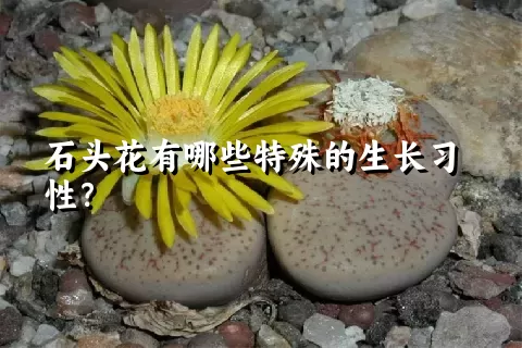 石头花有哪些特殊的生长习性？