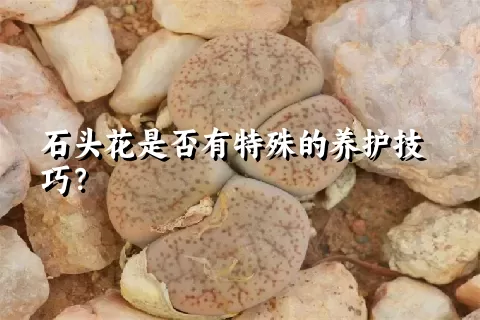 石头花是否有特殊的养护技巧？