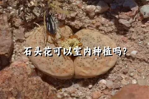 石头花可以室内种植吗？