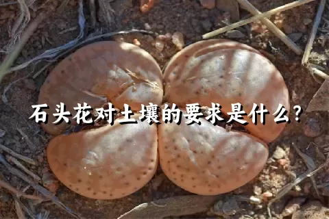 石头花对土壤的要求是什么？