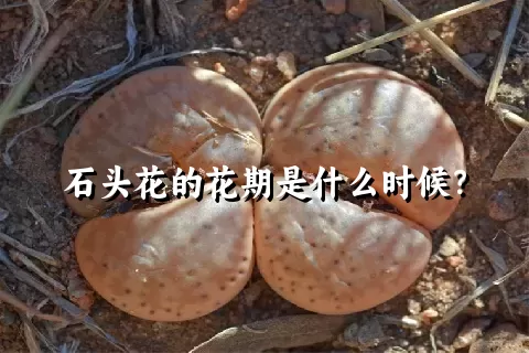 石头花的花期是什么时候？