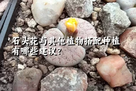 石头花与其他植物搭配种植有哪些建议？