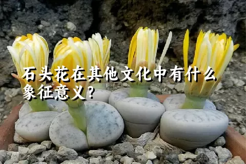 石头花在其他文化中有什么象征意义？