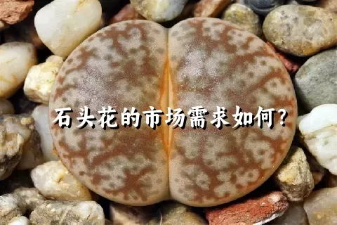 石头花的市场需求如何？