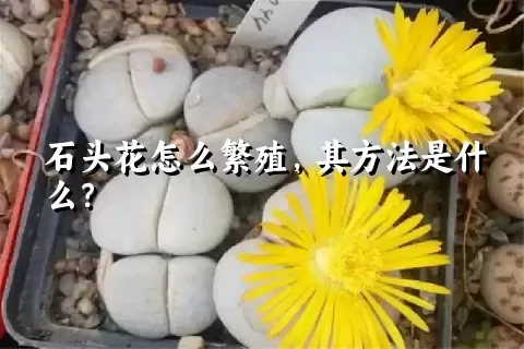 石头花怎么繁殖，其方法是什么？