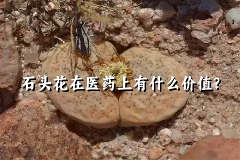 石头花在医药上有什么价值？