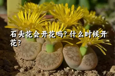 石头花会开花吗？什么时候开花？