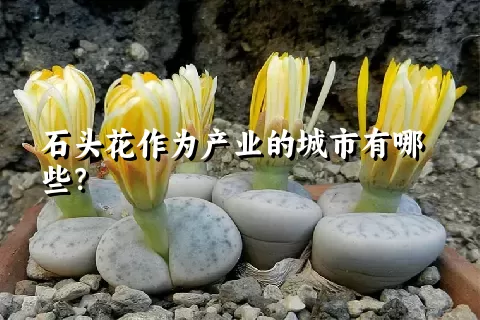 石头花作为产业的城市有哪些？
