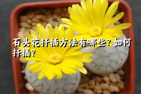 石头花扦插方法有哪些？如何扦插？