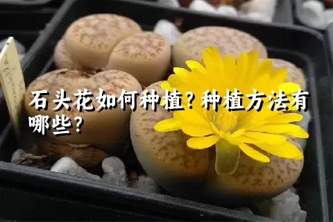 石头花如何种植？种植方法有哪些？