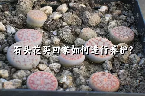 石头花买回家如何进行养护？