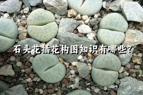 石头花插花构图知识有哪些？
