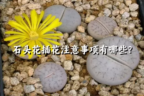 石头花插花注意事项有哪些？
