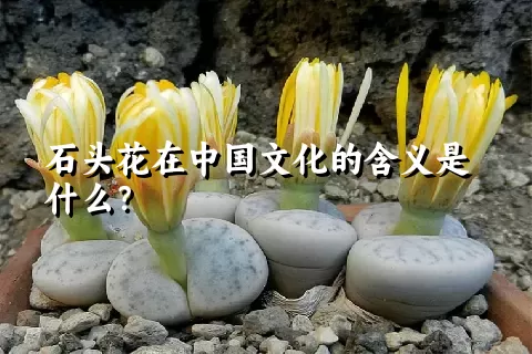 石头花在中国文化的含义是什么？