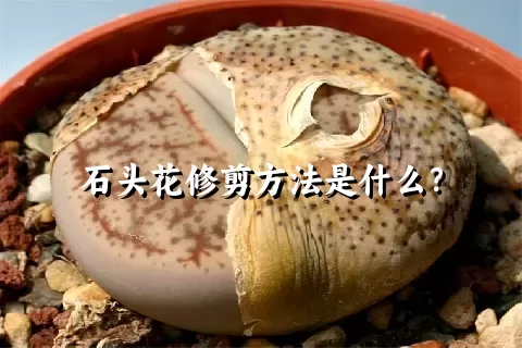 石头花修剪方法是什么？