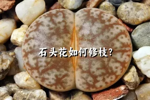 石头花如何修枝？